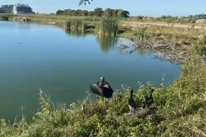 Família de marrecos resgatada na BR-101 é devolvida à natureza