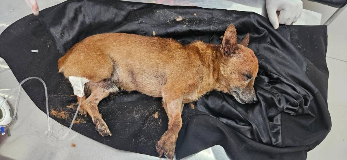 Cachorro é encontrado com sinais de agressão e abandonado dentro de saco; veja vídeos e fotos — foto 2