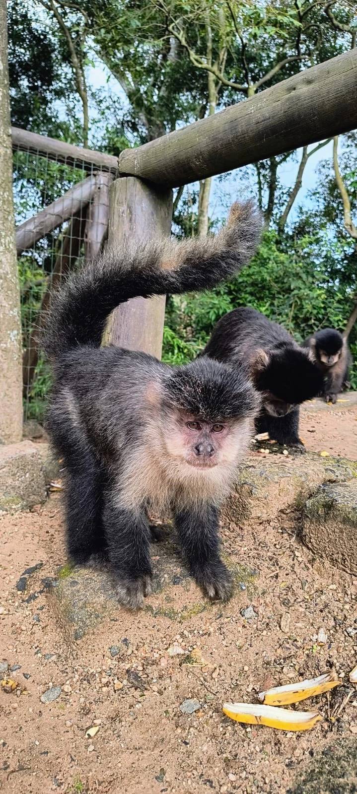 Vídeo mostra macaco sendo agredido no Parque Ecológico de Maracajá; Polícia ambiental apura o caso — foto 2