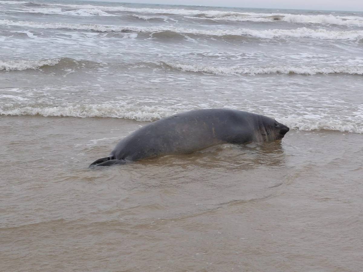 Filhote de elefante-marinho que nasceu em praia de Jaguaruna morre dois dias depois — foto 2