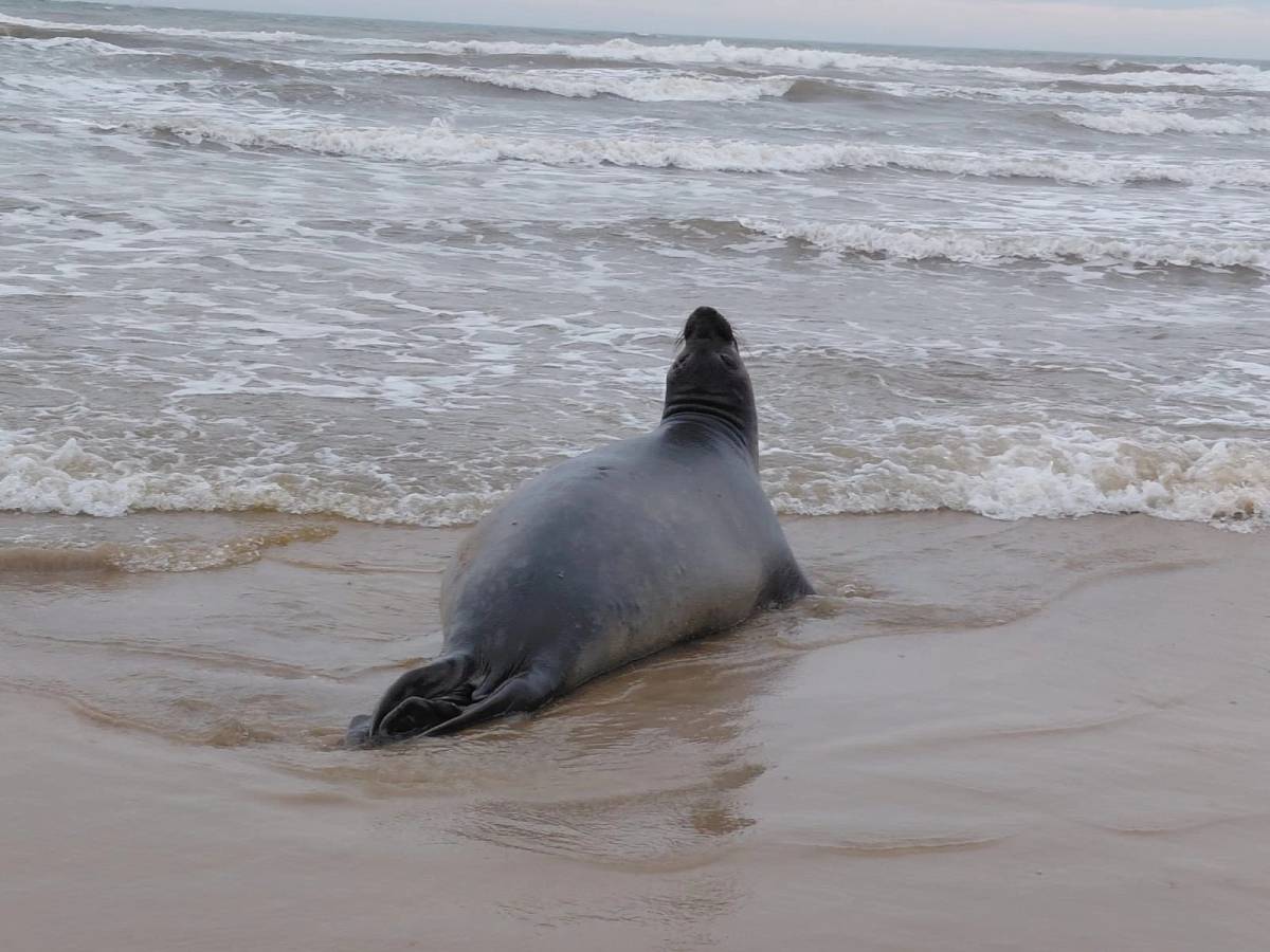 Filhote de elefante-marinho que nasceu em praia de Jaguaruna morre dois dias depois — foto 8