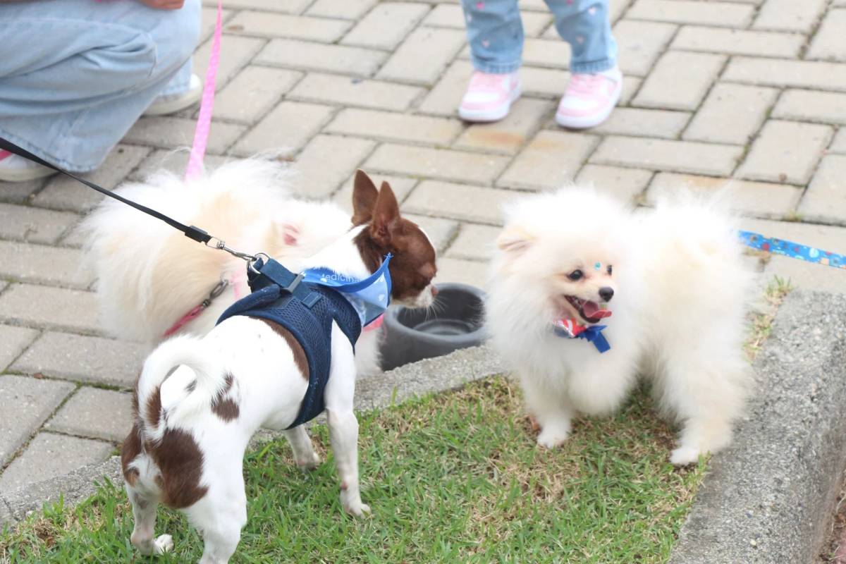 Primeira Cãominhada de Morro da Fumaça reúne apoiadores da causa animal — foto 16