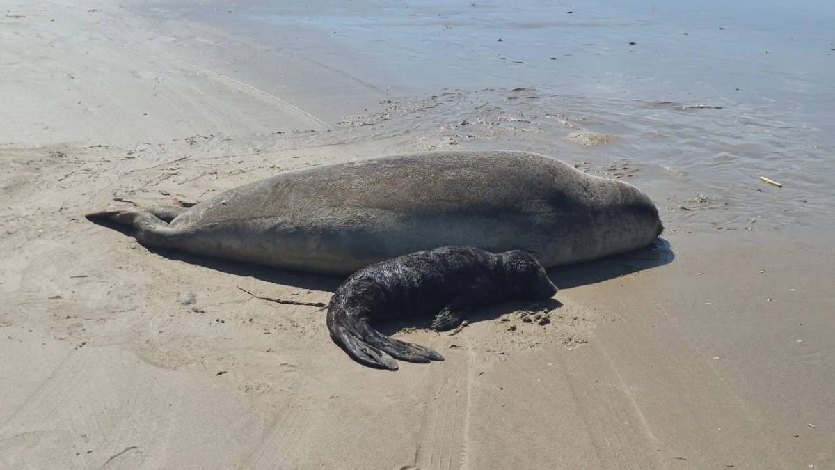 Fotos e vídeos: elefante-marinho dá à luz a filhote em praia de Jaguaruna; área é isolada — foto 3