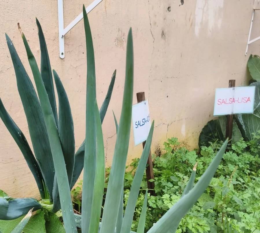 Escolas de Criciúma recebem projeto que transforma resíduos da merenda em energia e adubo orgânico — foto 1
