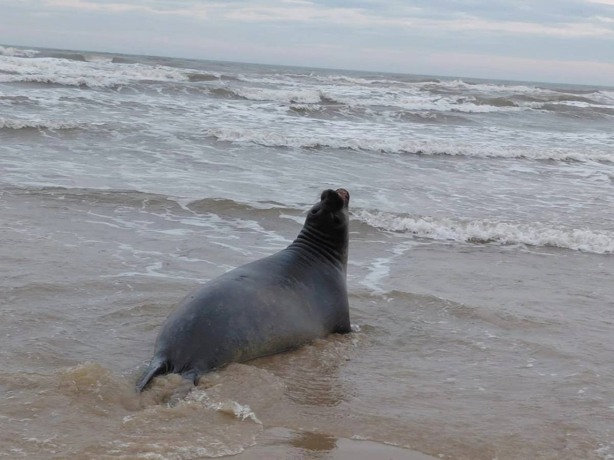 Filhote de elefante-marinho que nasceu em praia de Jaguaruna morre dois dias depois — foto 1