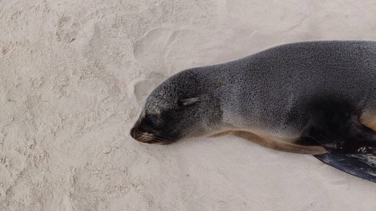 Lobo-marinho é encontrado descansando na faixa de areia em Jaguaruna; veja fotos — foto 2