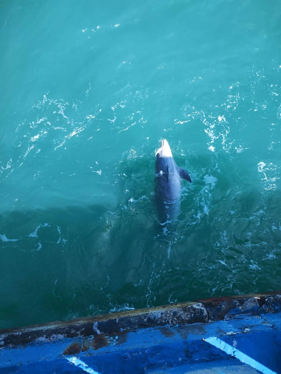 Boto é encontrado morto após encalhar em Balneário Rincão; veja fotos — foto 2