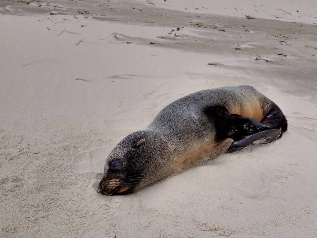 Lobo-marinho é encontrado descansando na faixa de areia em Jaguaruna; veja fotos — foto 1