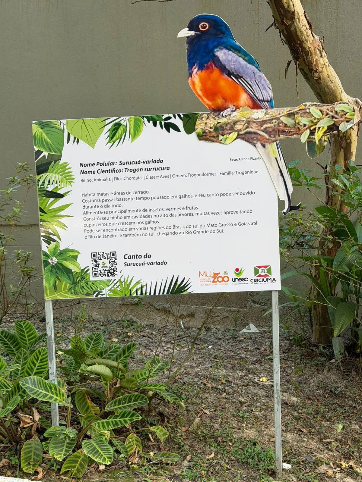 Exposição de aves na Gruta Nossa Senhora de Lourdes abre na próxima semana em Criciúma — foto 2