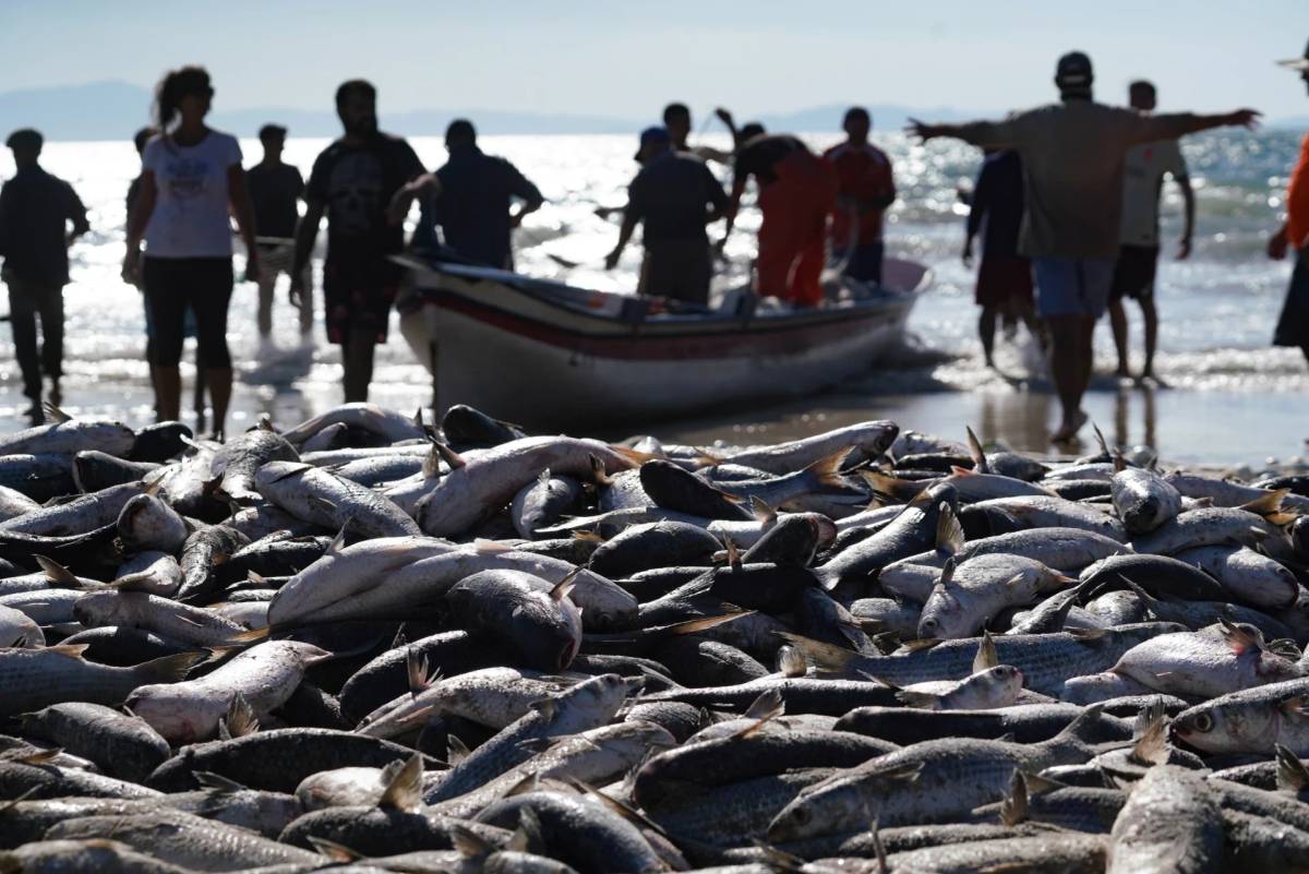 Governo do Estado quer derrubar cota da tainha antes do início da temporada — foto 13