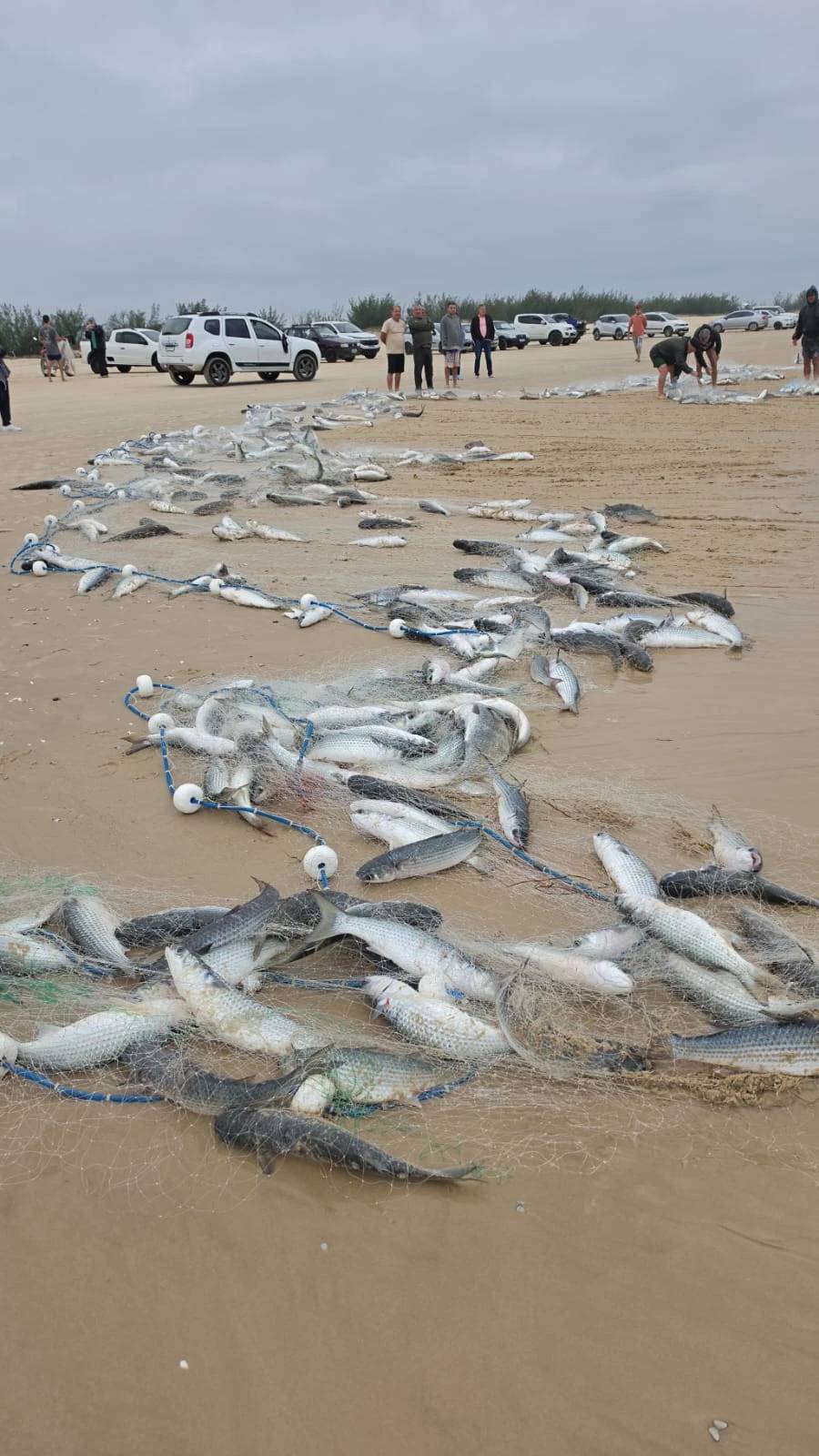 Mais de quatro toneladas de tainha são capturadas na Praia do Camacho; veja fotos e vídeo — foto 1