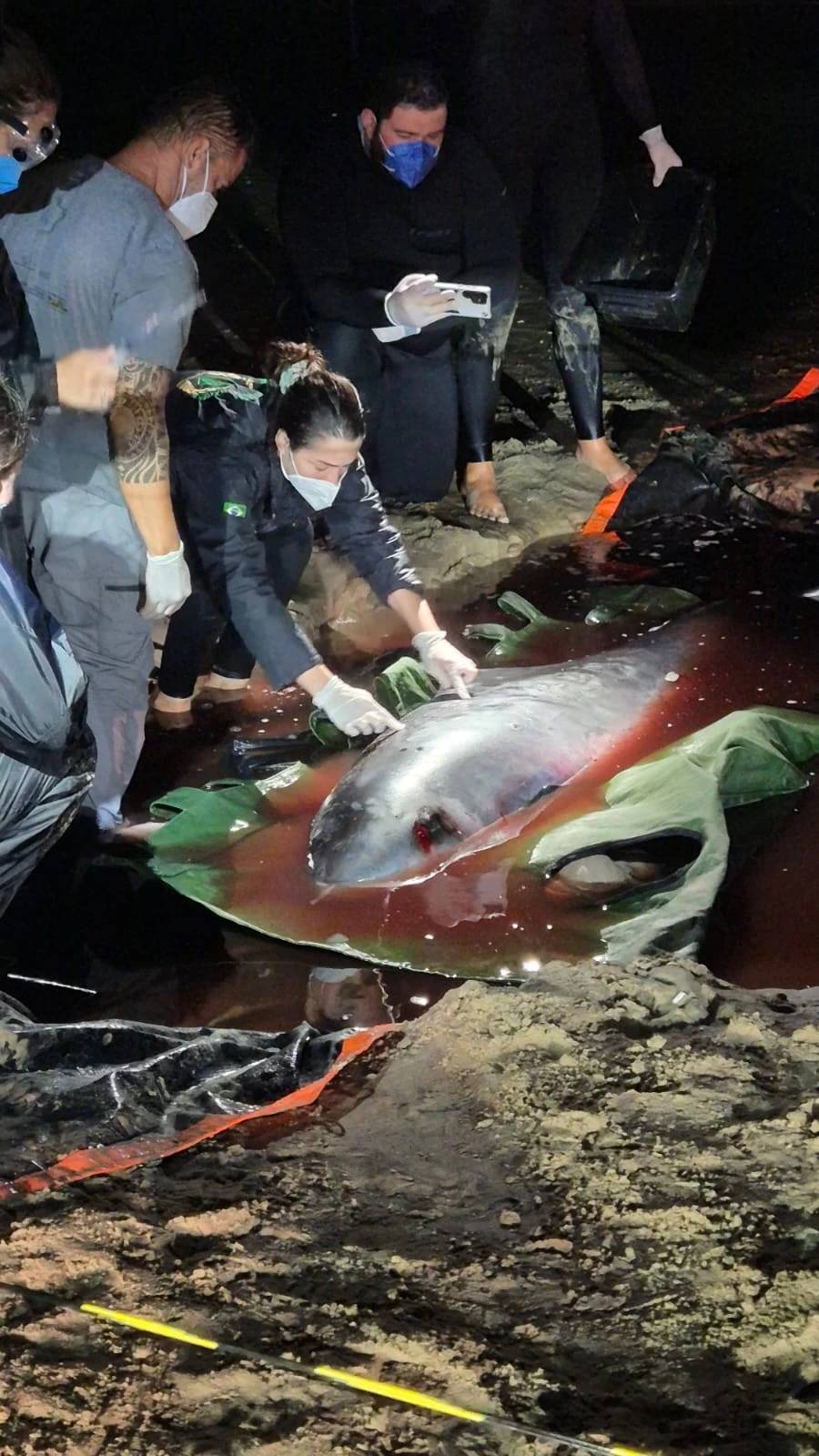 Morre cachalote-anão que encalhou na praia de Morro dos Conventos — foto 8