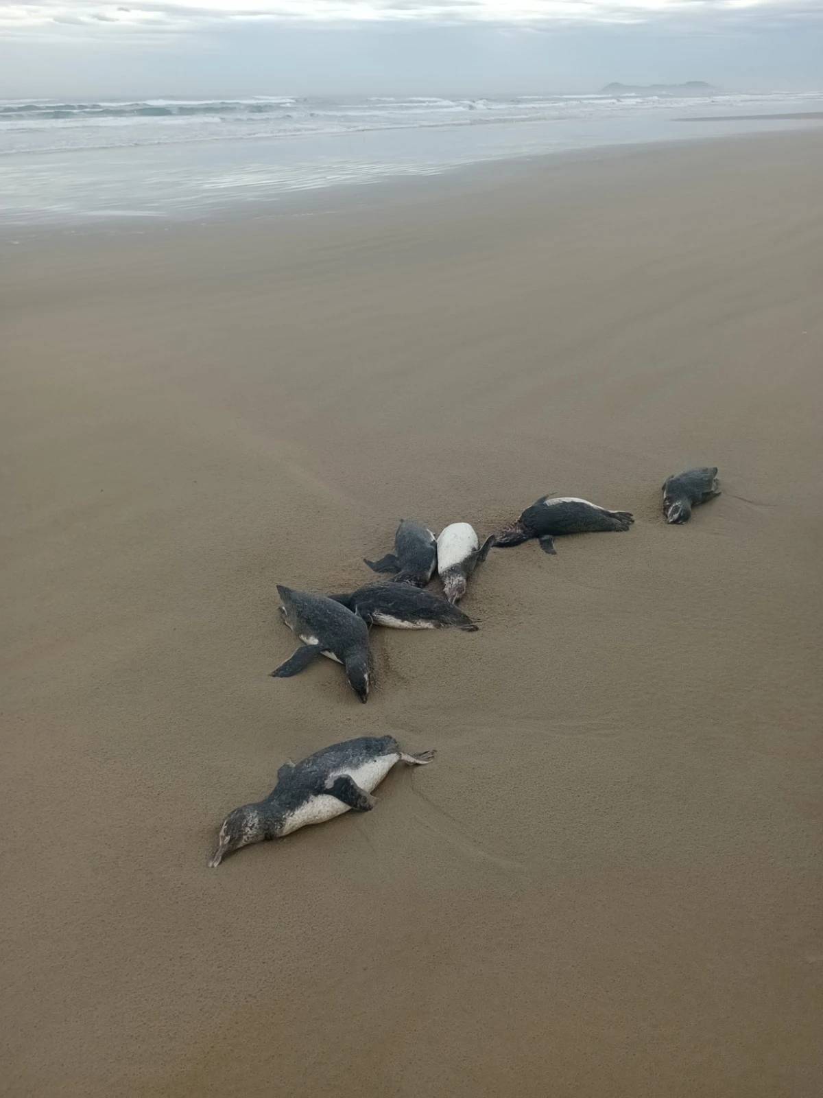 Julho registra mais de 380 pinguins-de-Magalhães mortos em praias do Sul de SC; veja fotos — foto 6
