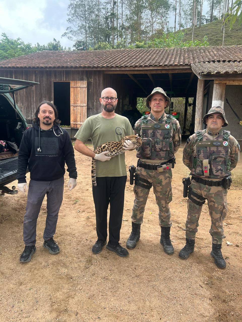 Felino silvestre ataca galinhas e é capturado por morador no interior de Orleans — foto 1