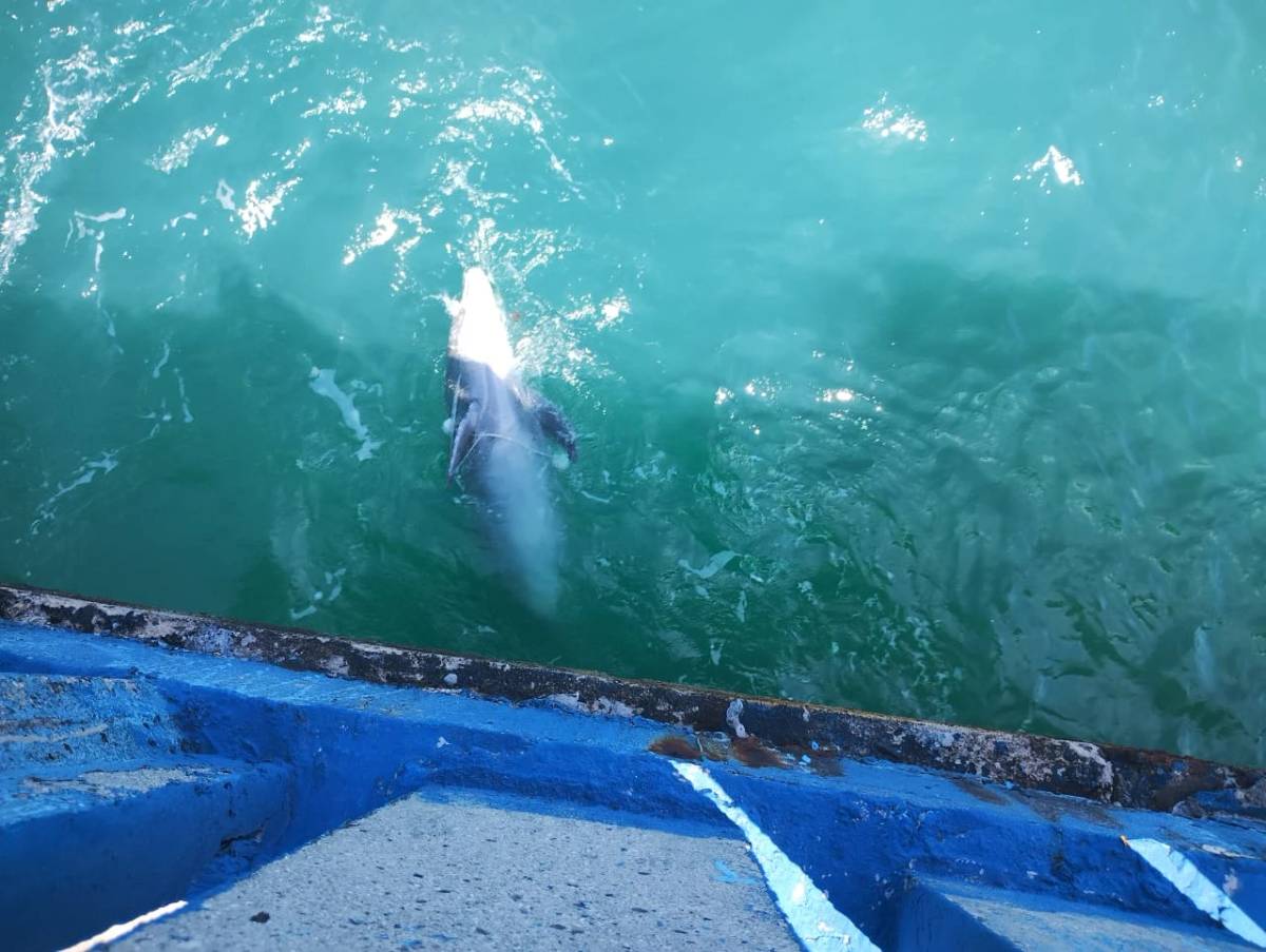 Boto é encontrado morto após encalhar em Balneário Rincão; veja fotos — foto 1
