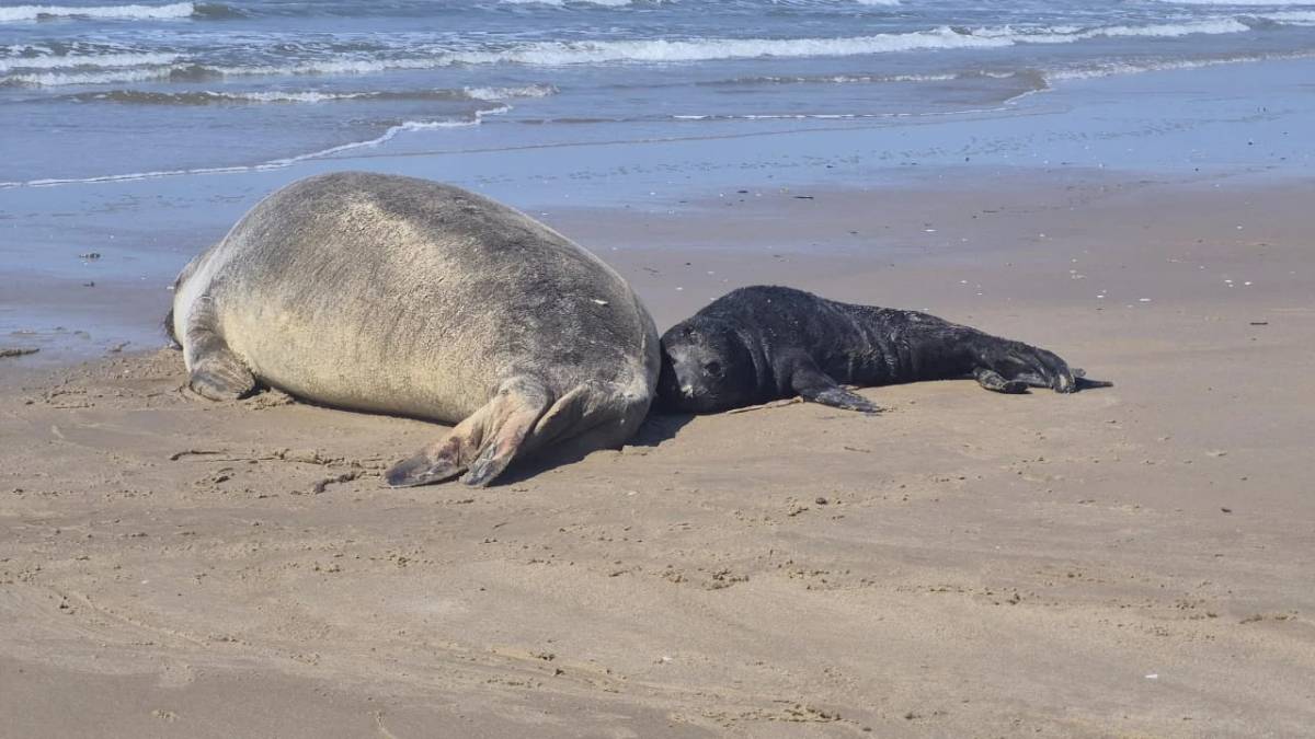 Fotos e vídeos: elefante-marinho dá à luz a filhote em praia de Jaguaruna; área é isolada — foto 1