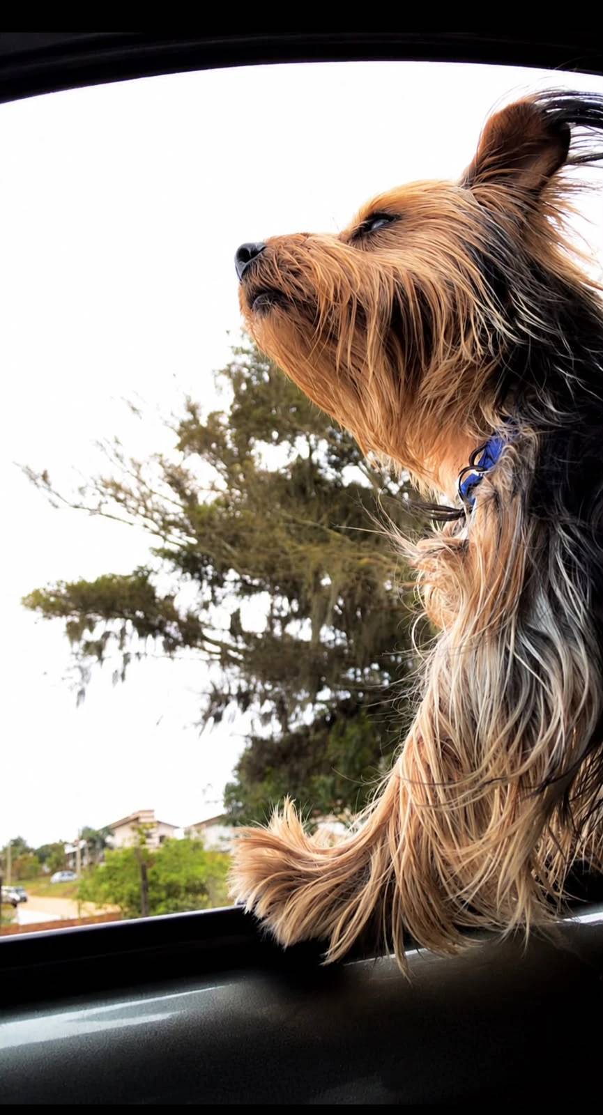 Cão morre após ataque durante transporte para banho e tosa; tutor busca justiça — foto 2