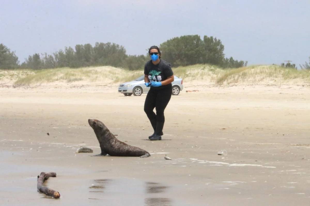 Dados da Unesc apontam que mais de 100 encalhes de animais marinhos são registrados no Sul de SC — foto 2