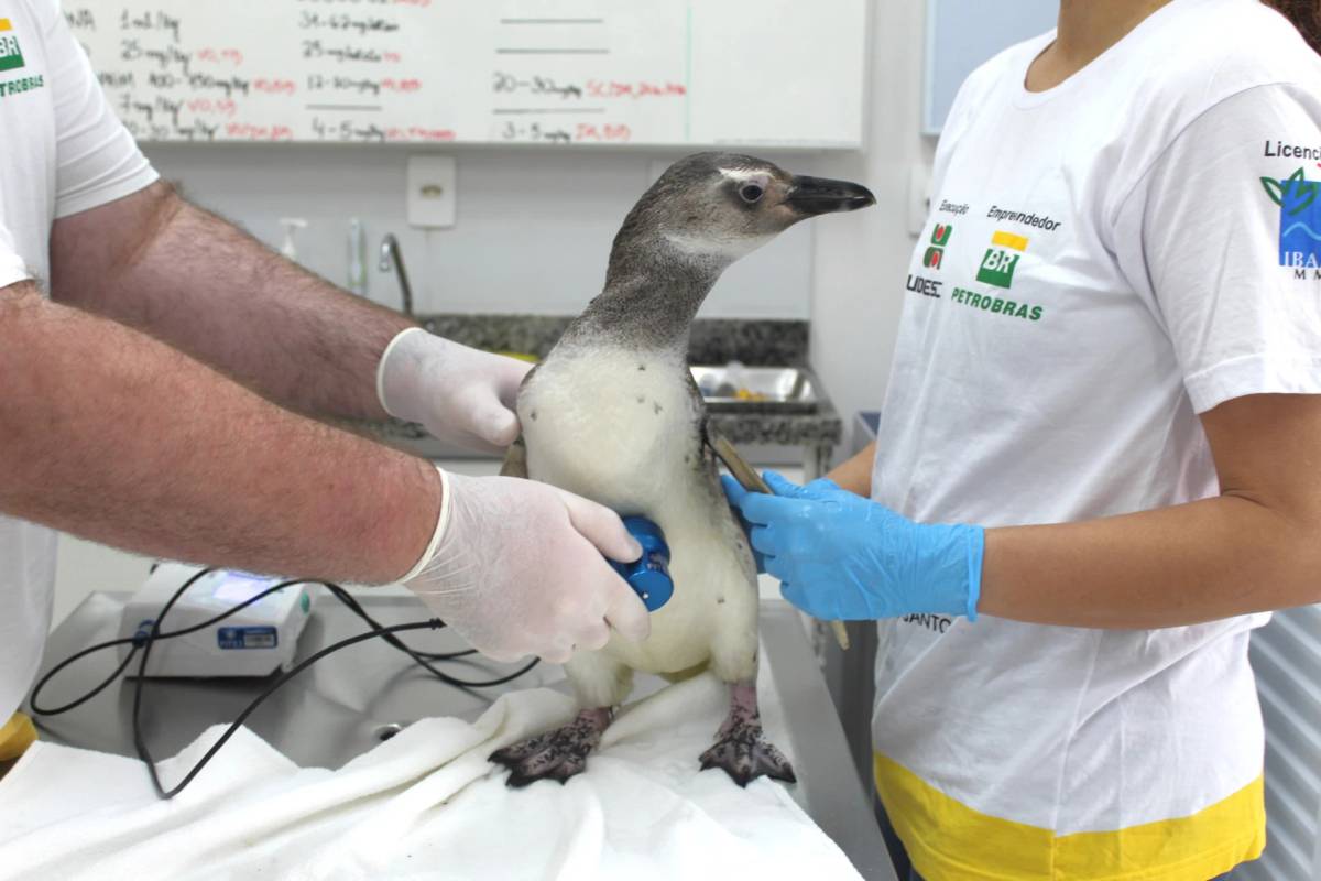 Julho registra mais de 380 pinguins-de-Magalhães mortos em praias do Sul de SC; veja fotos — foto 1