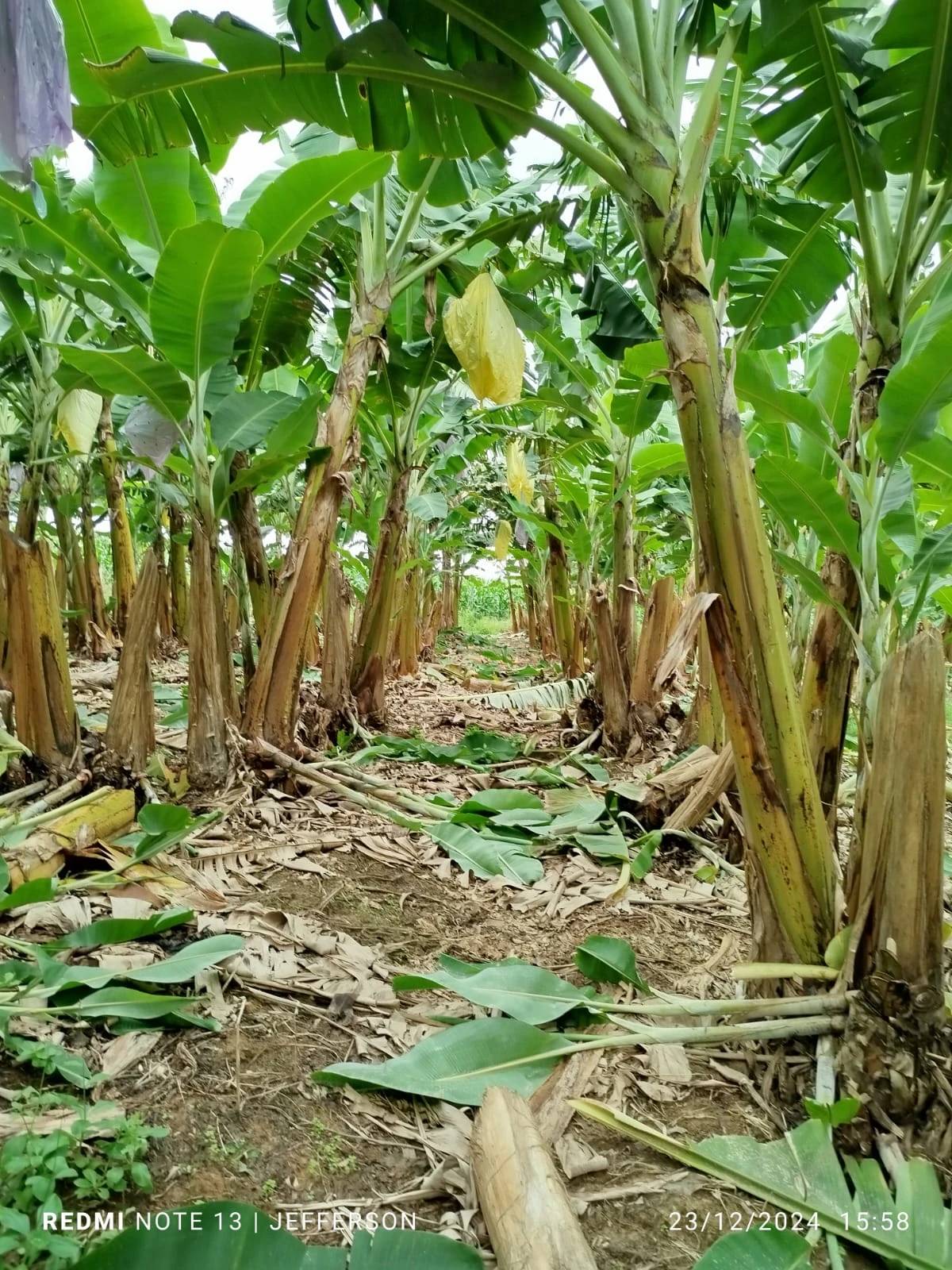 Proteção da safra: agricultores se preparam para chegada do inverno em bananais e lavouras de Criciúma — foto 1