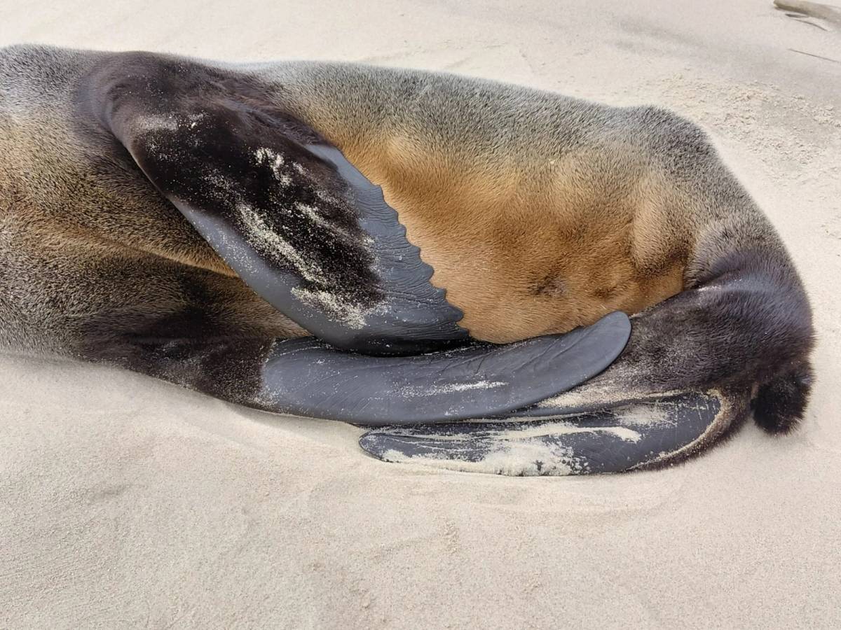 Lobo-marinho é encontrado descansando na faixa de areia em Jaguaruna; veja fotos — foto 11