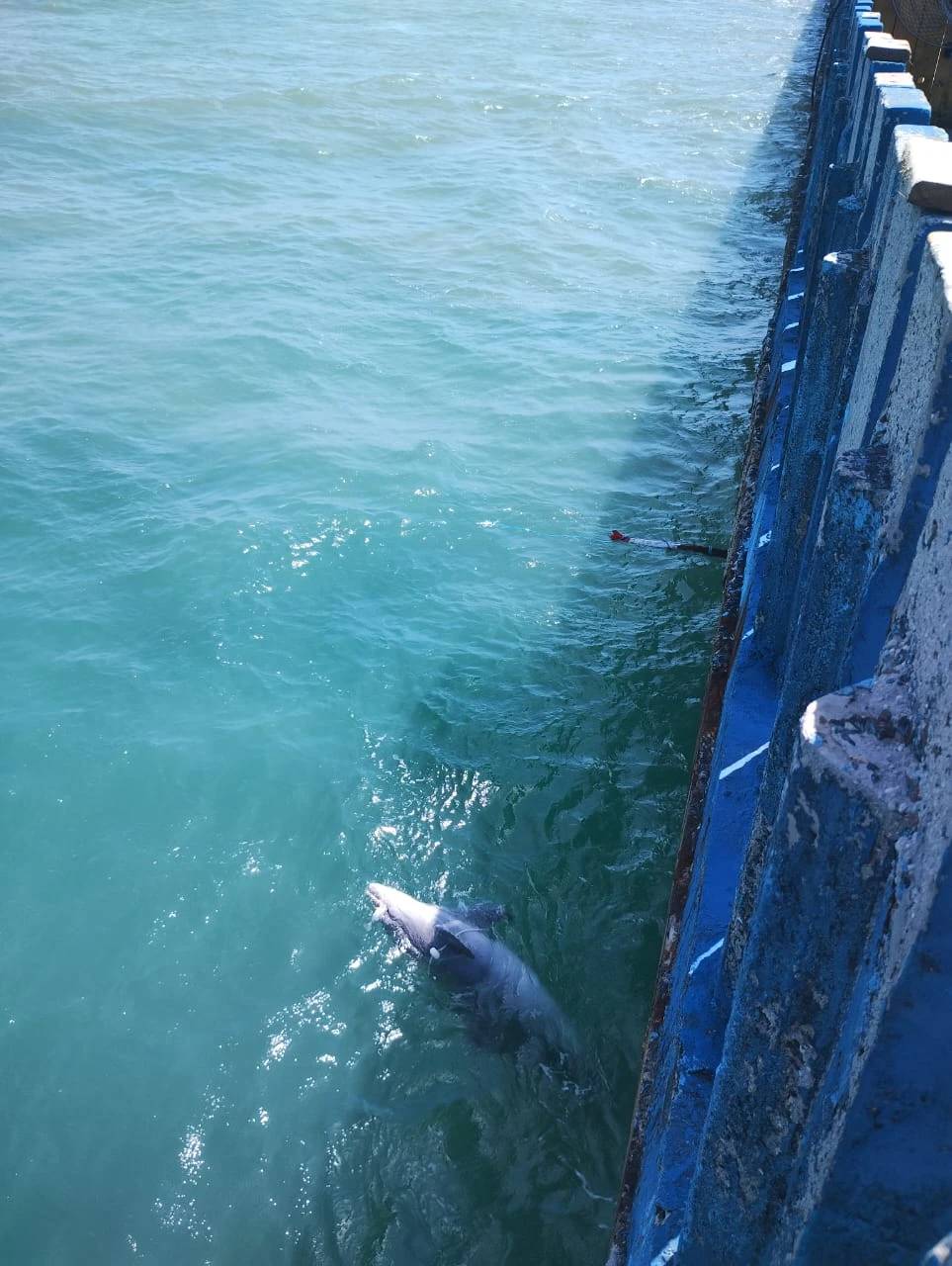Boto é encontrado morto após encalhar em Balneário Rincão; veja fotos — foto 6