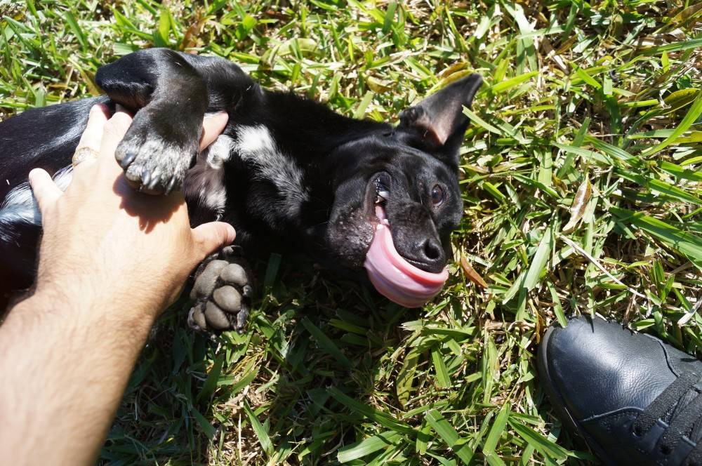 Tire - o cão