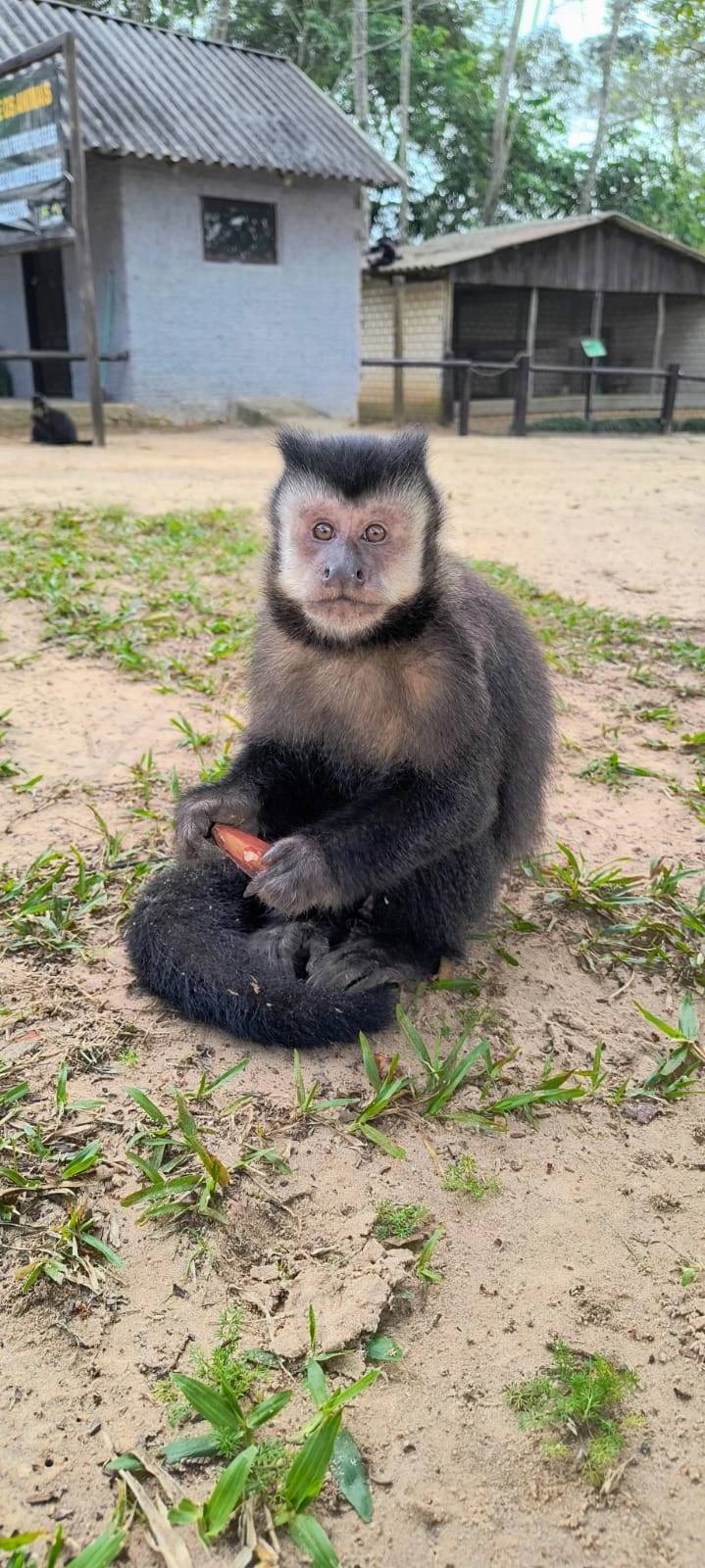 Vídeo mostra macaco sendo agredido no Parque Ecológico de Maracajá; Polícia ambiental apura o caso — foto 1