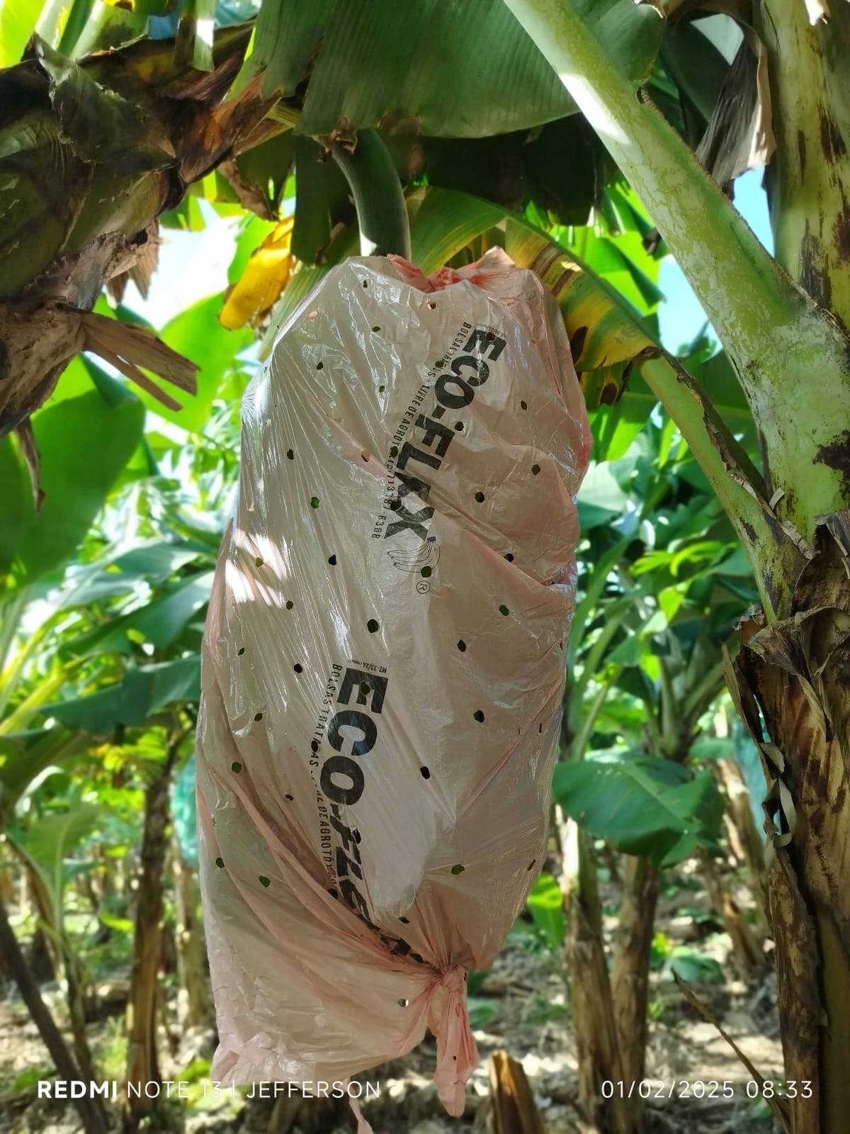 Proteção da safra: agricultores se preparam para chegada do inverno em bananais e lavouras de Criciúma — foto 2