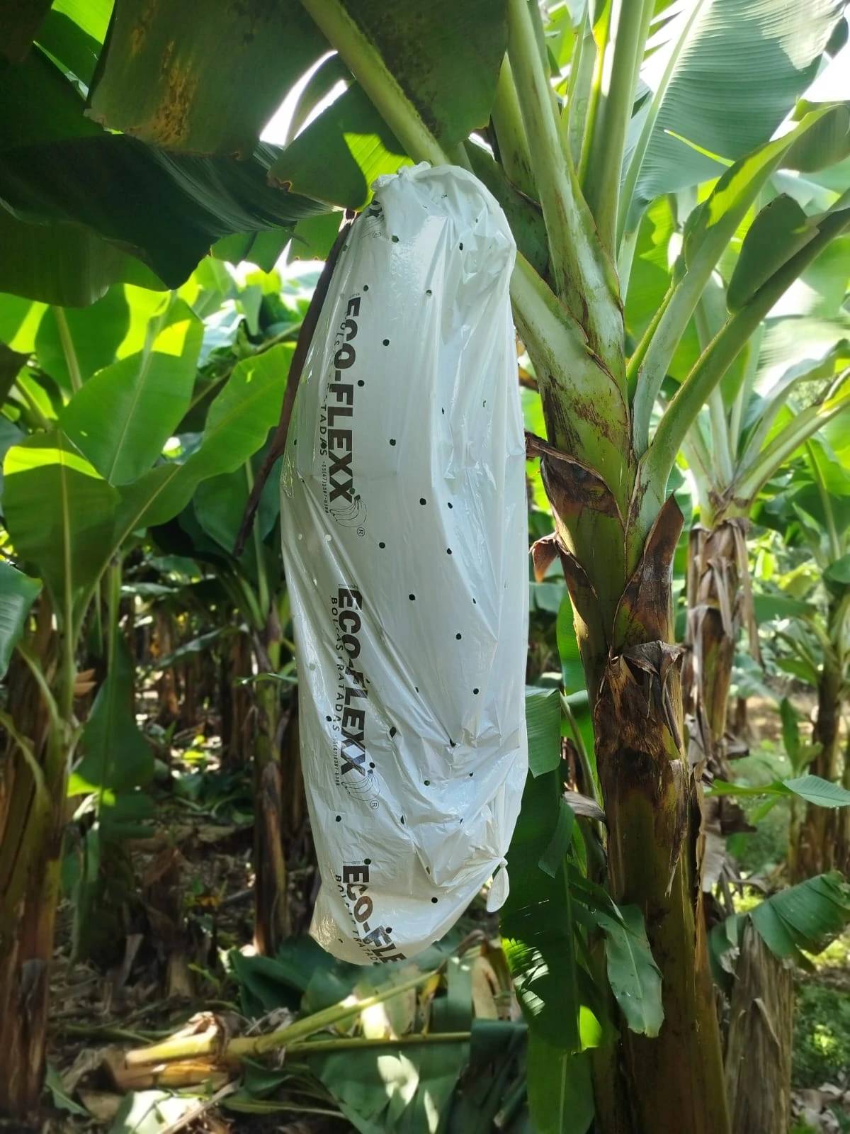 Proteção da safra: agricultores se preparam para chegada do inverno em bananais e lavouras de Criciúma — foto 7