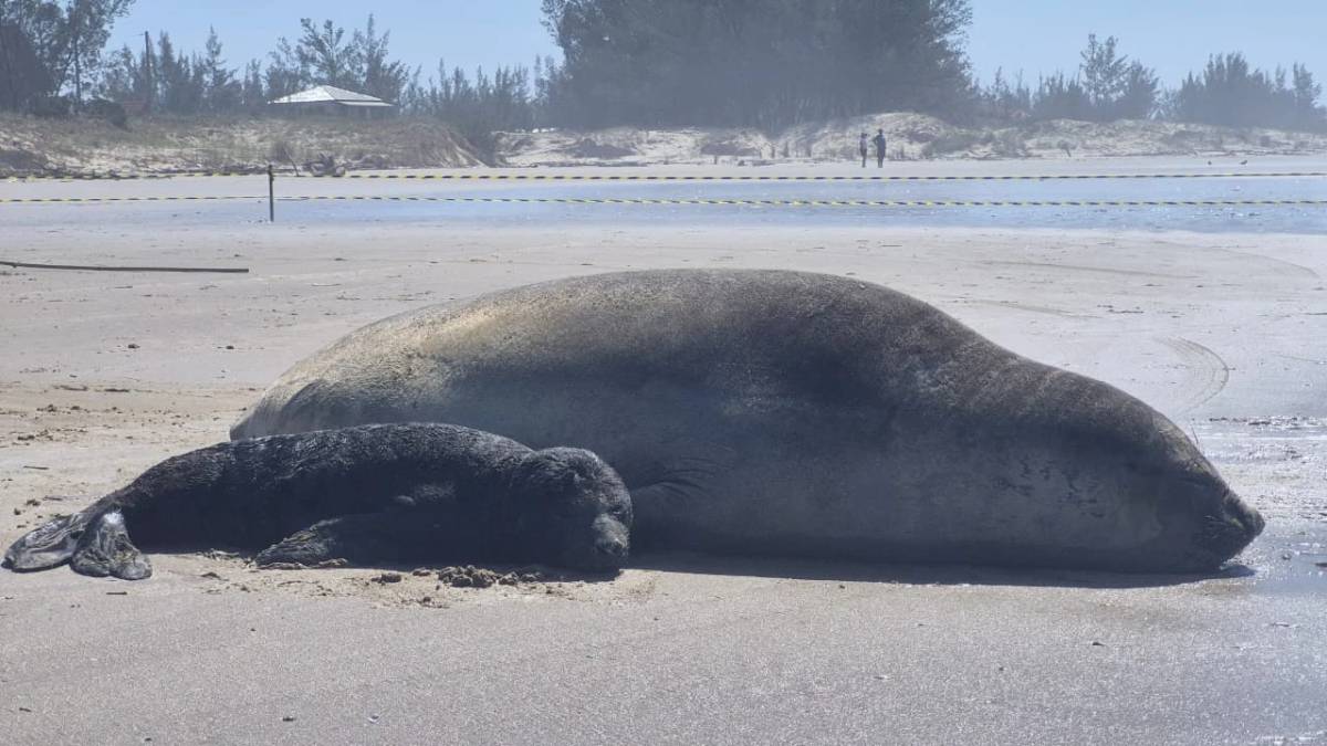 Fotos e vídeos: elefante-marinho dá à luz a filhote em praia de Jaguaruna; área é isolada — foto 2