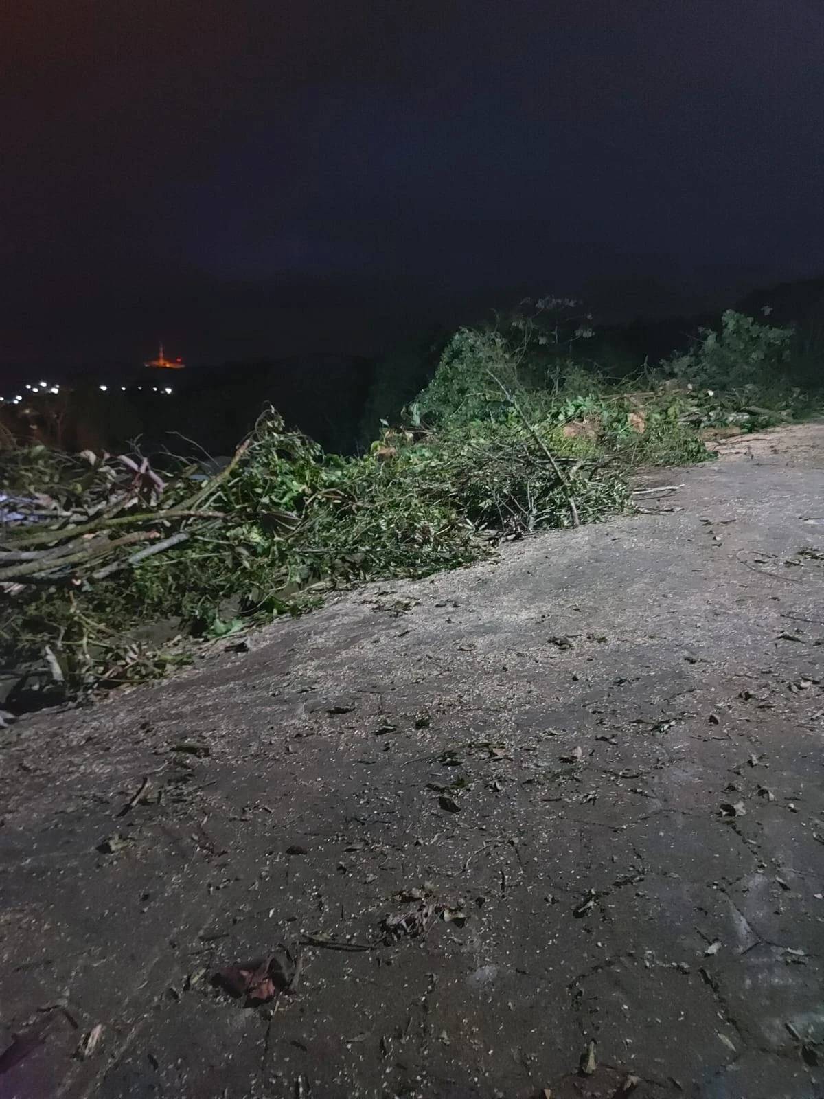 Moradores questionam derrubada de árvores em Siderópolis; veja vídeo — foto 1