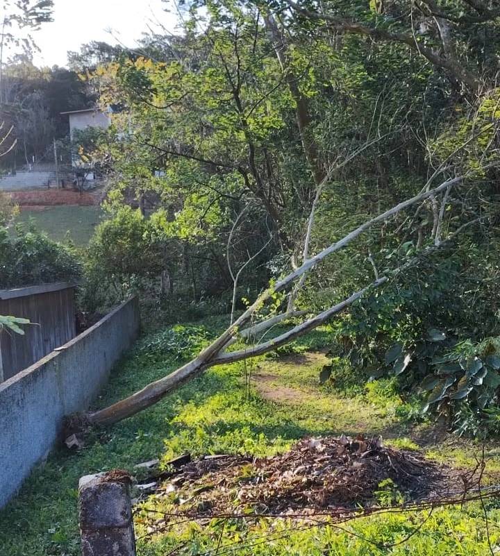 Queda de árvore em terreno em Pescaria Brava - Foto: Defesa Civil/Divulgação