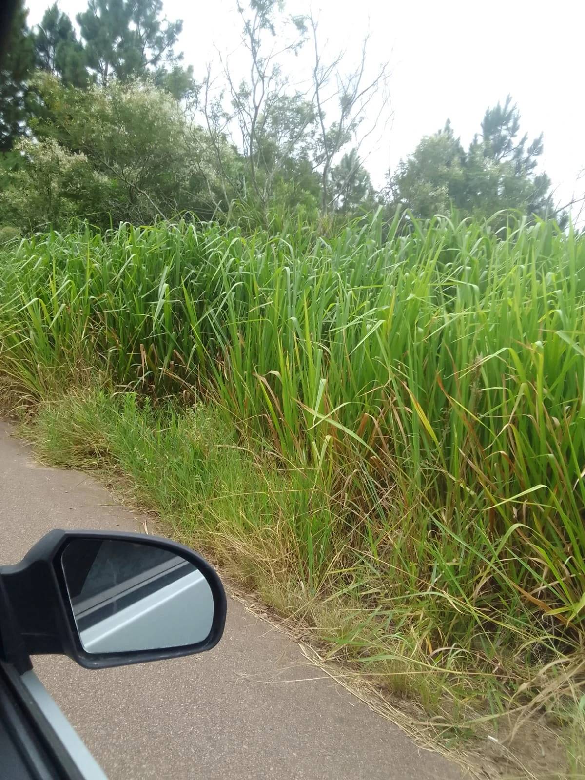 Moradores de loteamento sofrem com problemas de infraestrutura em Içara — foto 1