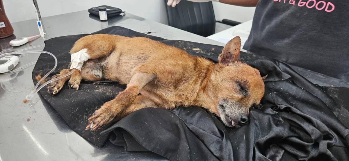 Cachorro é encontrado com sinais de agressão e abandonado dentro de saco; veja vídeos e fotos — foto 1