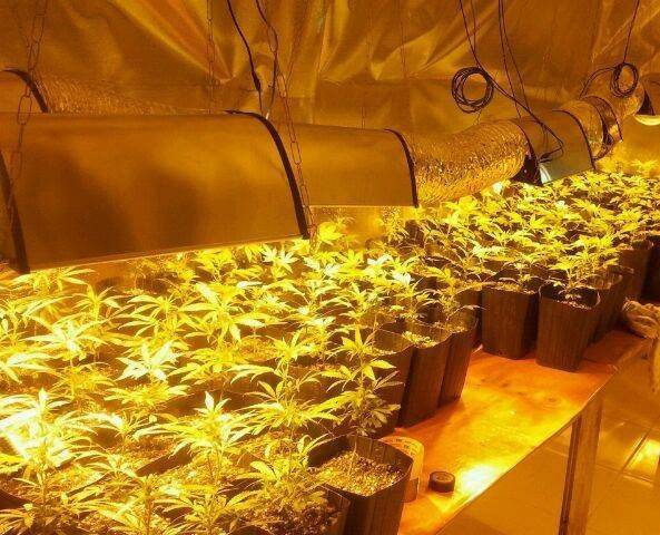Estufas armazenavam 122 mudas de maconha, em Ibiraquera — foto 1
