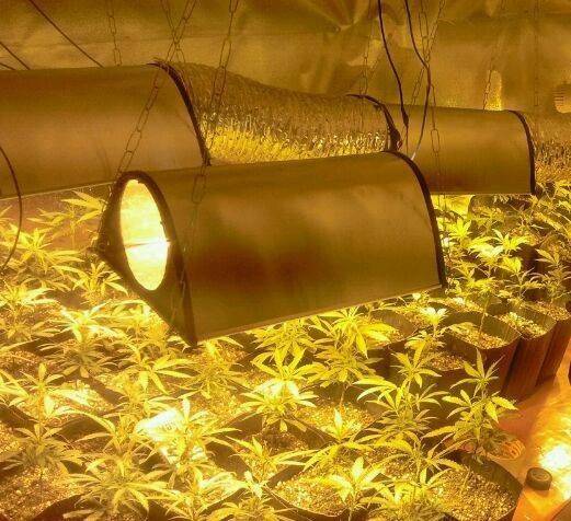 Estufas armazenavam 122 mudas de maconha, em Ibiraquera — foto 4