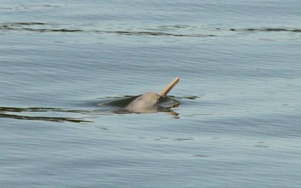 Golfinho: espécie está ameaçada de extinção em Laguna — foto 1
