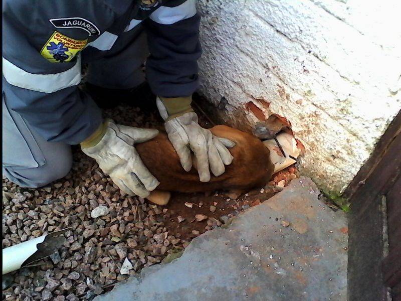 Cachorro fica “entalado” em tubulação — foto 4