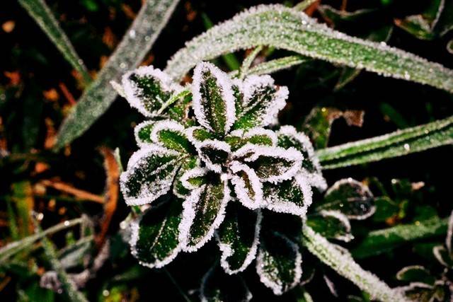 Em São Joaquim, Inverno inicia com geada — foto 2