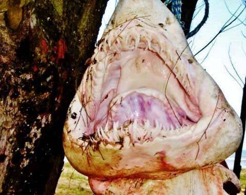 Pescadores encontram tubarão em Jaguaruna — foto 1
