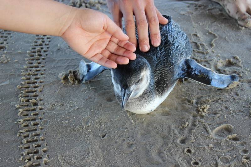 Populares encontram pinguim na orla do Balneário Rincão — foto 1