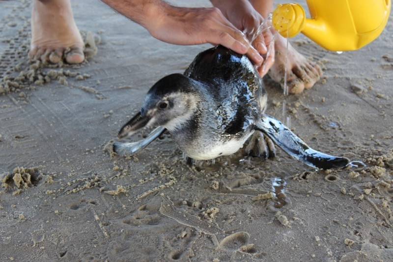 Populares encontram pinguim na orla do Balneário Rincão — foto 2