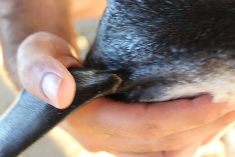 Populares encontram pinguim na orla do Balneário Rincão — foto 14