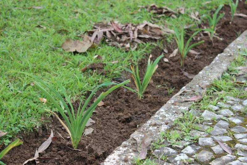 Ajardinamento no Paço Municipal avança para novas etapas — foto 1