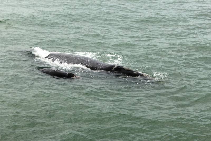 Seis baleias adultas e dois filhotes passam pelo Rincão — foto 2