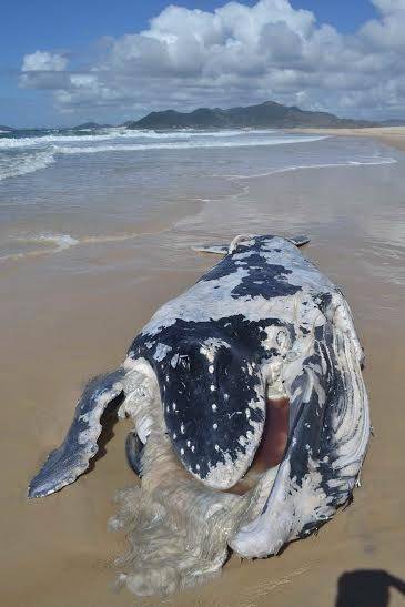Filhote de baleia jubarte encalha no Sul de SC — foto 1