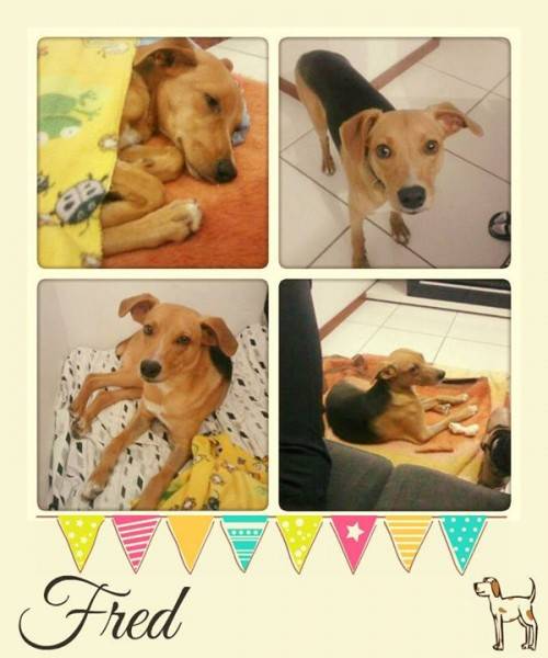 Campanha Amigo Legal visa garantir lar e dignidade aos animais — foto 1