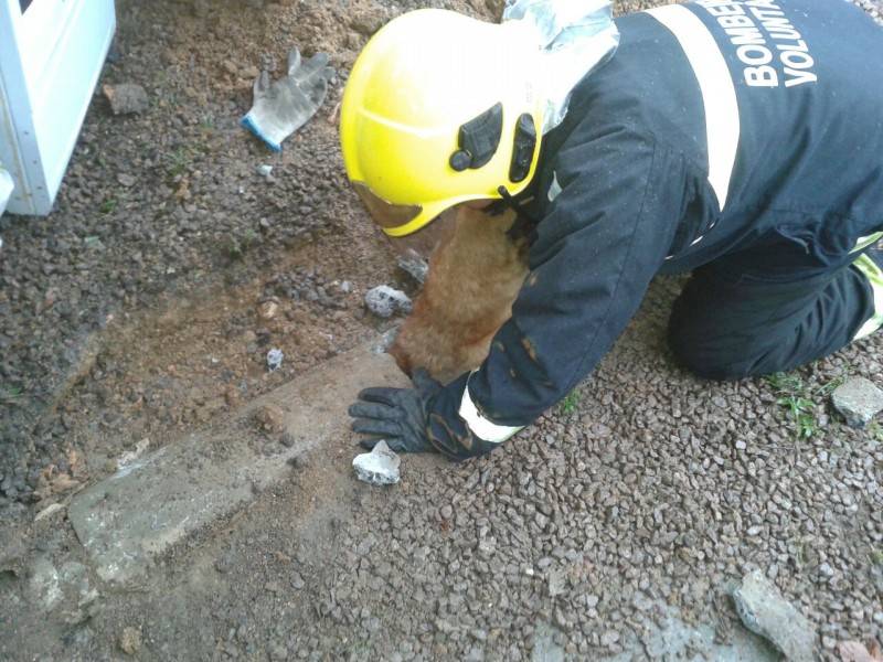 Cachorro fica preso em tubulação — foto 2