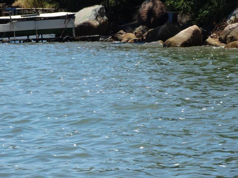 Causa da mortalidade de peixes na região de Tubarão ainda é desconhecida — foto 1
